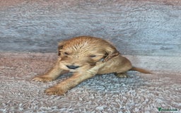 Irish Doodle dogs for sale: Toy Irish Doodle Puppies For Sale  - Image 11