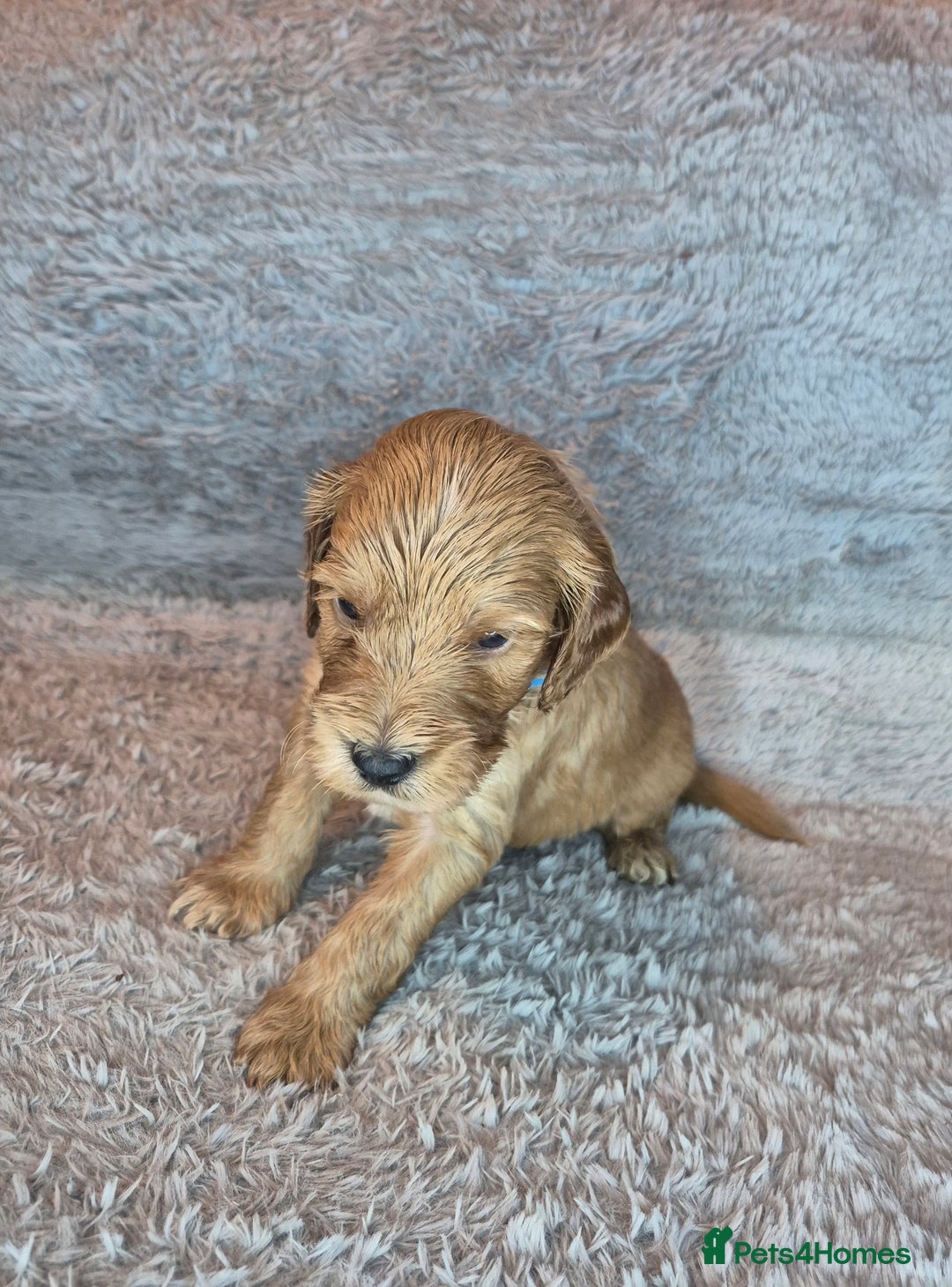 Irish Doodle dogs for sale: Toy Irish Doodle Puppies For Sale  - Image 11