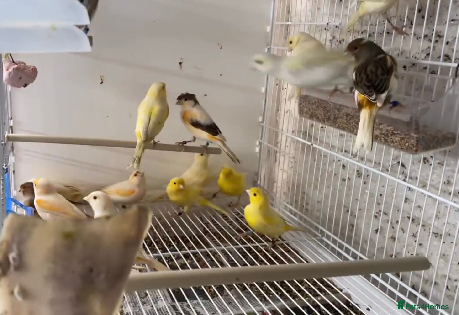 Finches birds 17 mixed canary’s all have to go together  - Advert 4