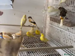 Finches birds 17 mixed canary’s all have to go together - Advert 4