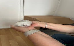 British Shorthair cats for sale: BSH Silver Tabby kittens for Sale! - Image 2