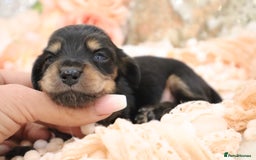 Miniature Dachshund dogs for sale: KC Longhair Miniature Dachshund Puppies - Image 17