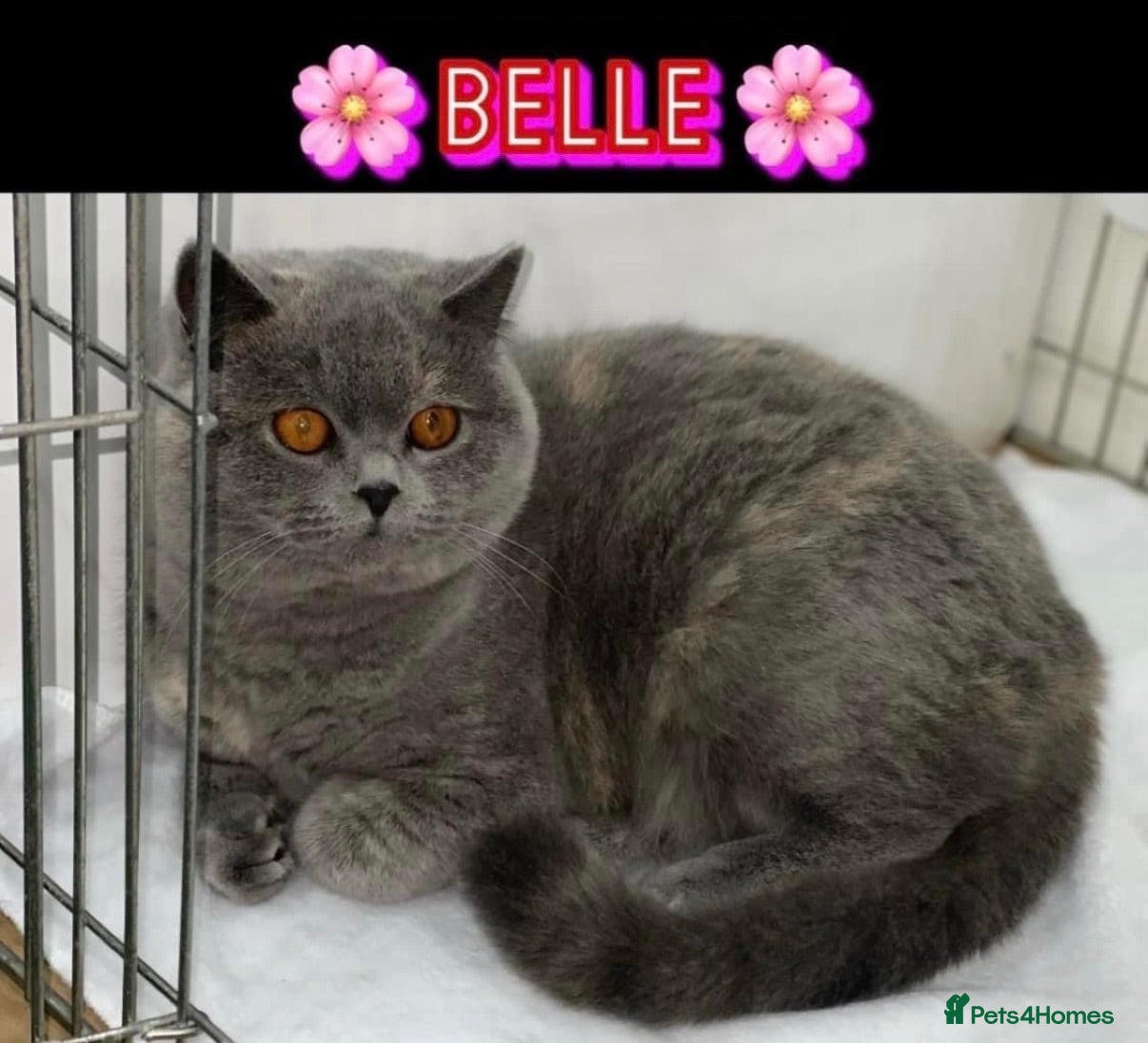 British Shorthair cats Retired GCCF Champion girls  - Advert 1