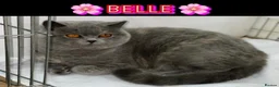 British Shorthair cats for sale: Retired GCCF Champion girls  - Advert 5