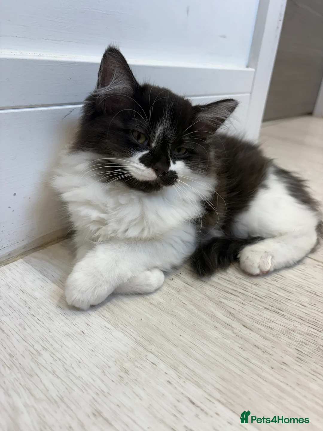 Ragdoll cats for sale: 4x Half ragdoll half mixed kittens  - Advert 2