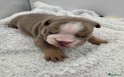 English Bulldog dogs for sale: 10 British Bulldog puppies 🐶  - Image 15