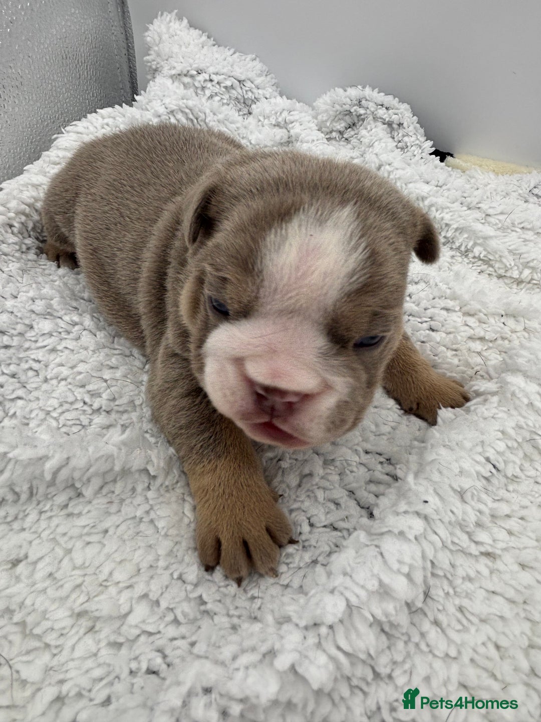 English Bulldog dogs for sale: 10 British Bulldog puppies 🐶  - Image 15