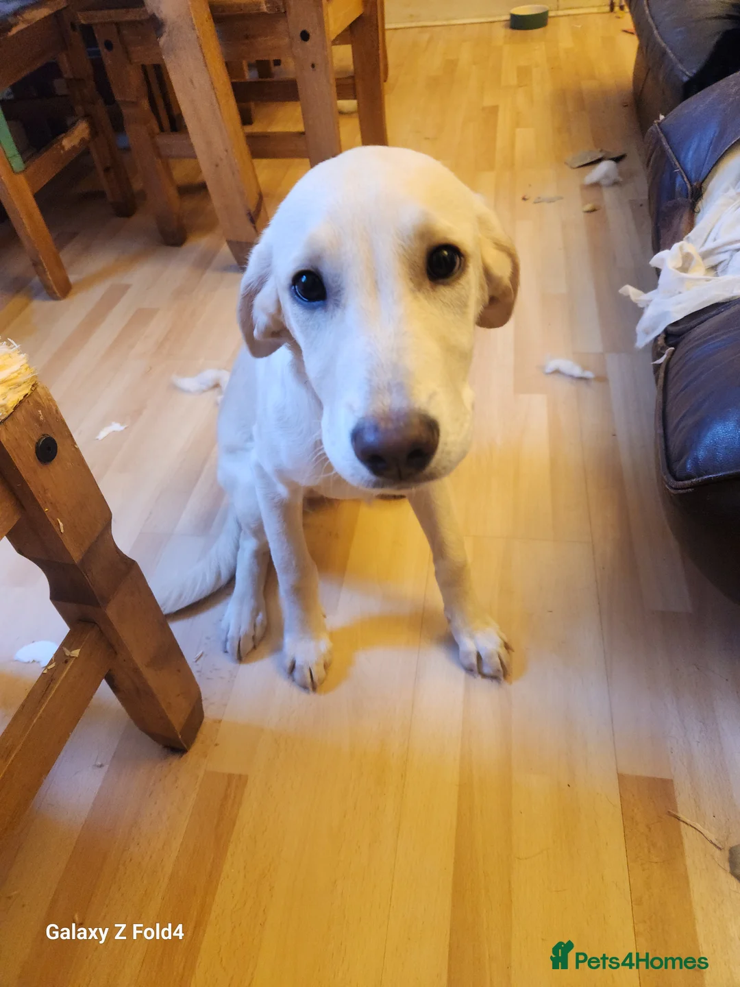 Mixed Breed dogs for sale: Belle - Advert 2