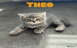 British Shorthair cats for sale: 🐾 Stunning BSH X Scottish Fold Kittens 🐾 - Image 12