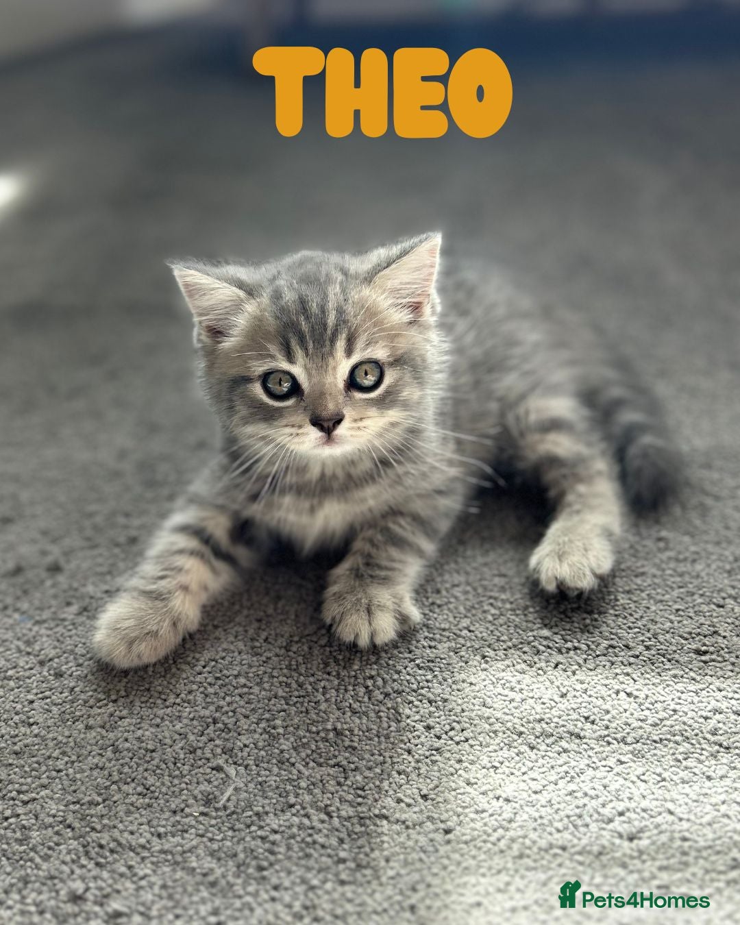 British Shorthair cats for sale: 🐾 Stunning BSH X Scottish Fold Kittens 🐾 - Image 12