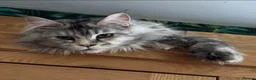 Maine Coon cats for sale: Stunning Tica registered Maine Coon Girl  - Advert 5
