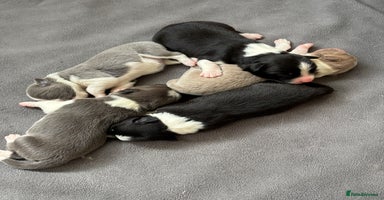 Border Collie dogs - Advert 3