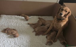 Golden Retriever dogs for sale: KC reg fox Red golden retrievers  - Image 1