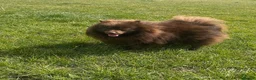 Pomeranian dogs for stud: Tropical Pomeranian  - Advert 10