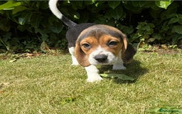 Beagle dogs for sale: Quality Purebred BEAGLE Puppies (FOOT BEAGLES) - Image 4