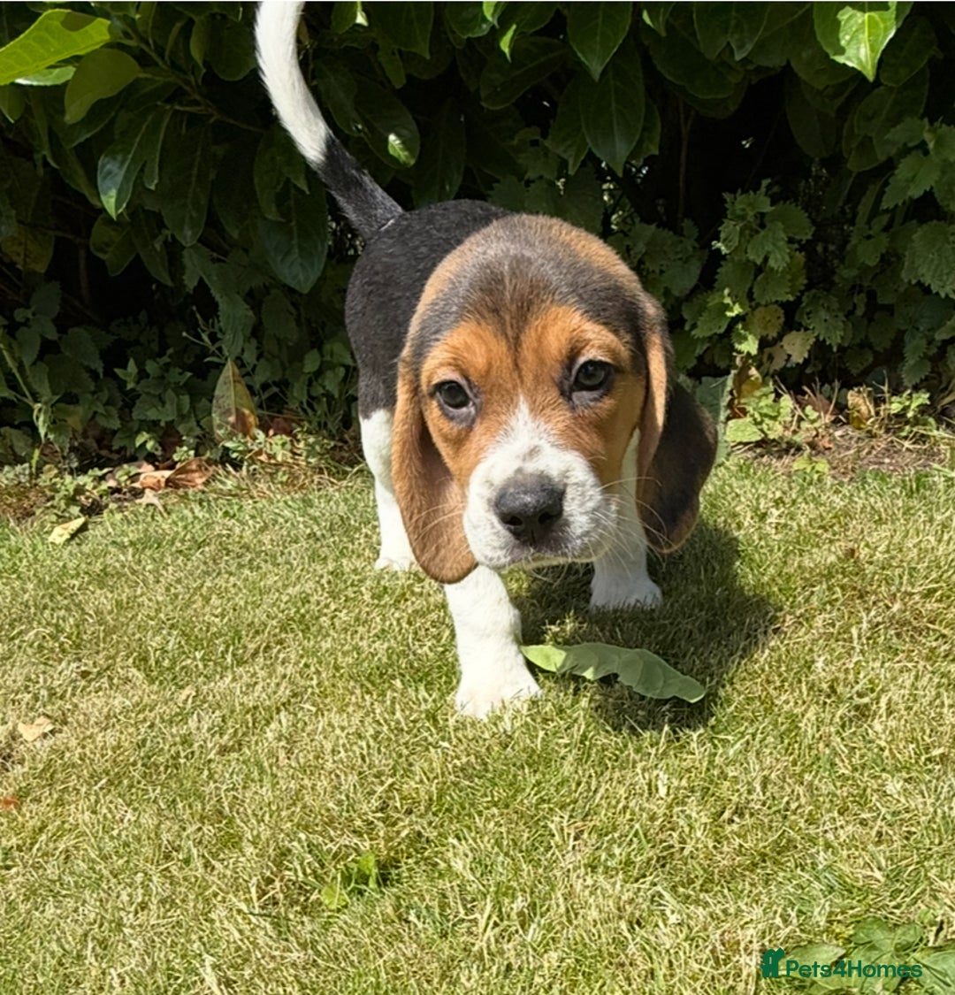 Beagle dogs for sale: Quality Purebred BEAGLE Puppies (FOOT BEAGLES) - Image 4