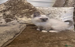 Ragdoll cats for sale: GCCF ragdoll kittens  - Image 15