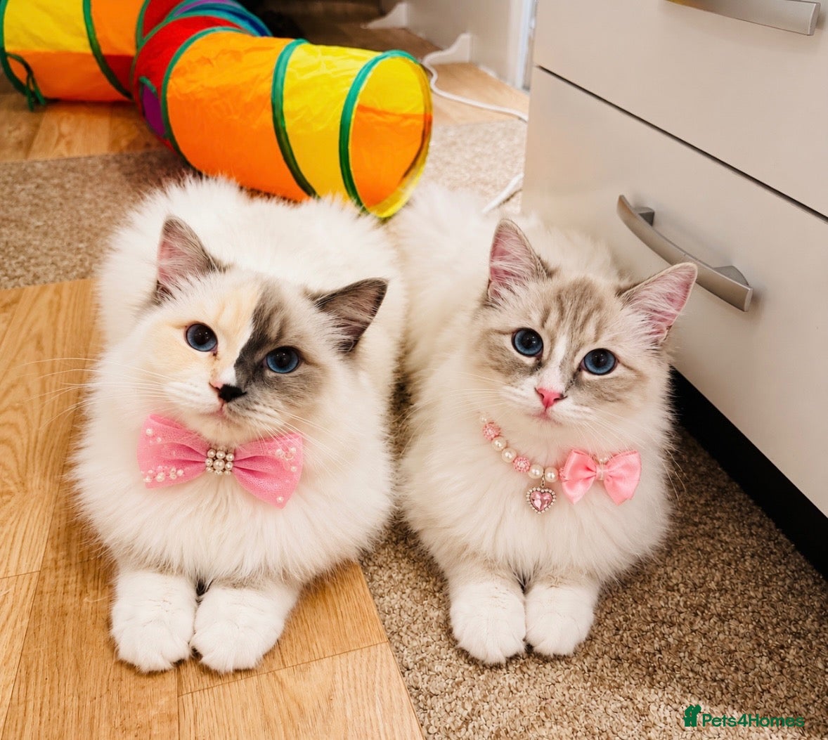 Ragdoll cats for sale: 💕Two beautiful GCCF ragdolls 💕 - Advert 9