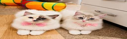 Ragdoll cats for sale: 💕Two beautiful GCCF ragdolls 💕 - Advert 1