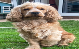 Cocker Spaniel dogs for stud: Albert the stud  - Image 5