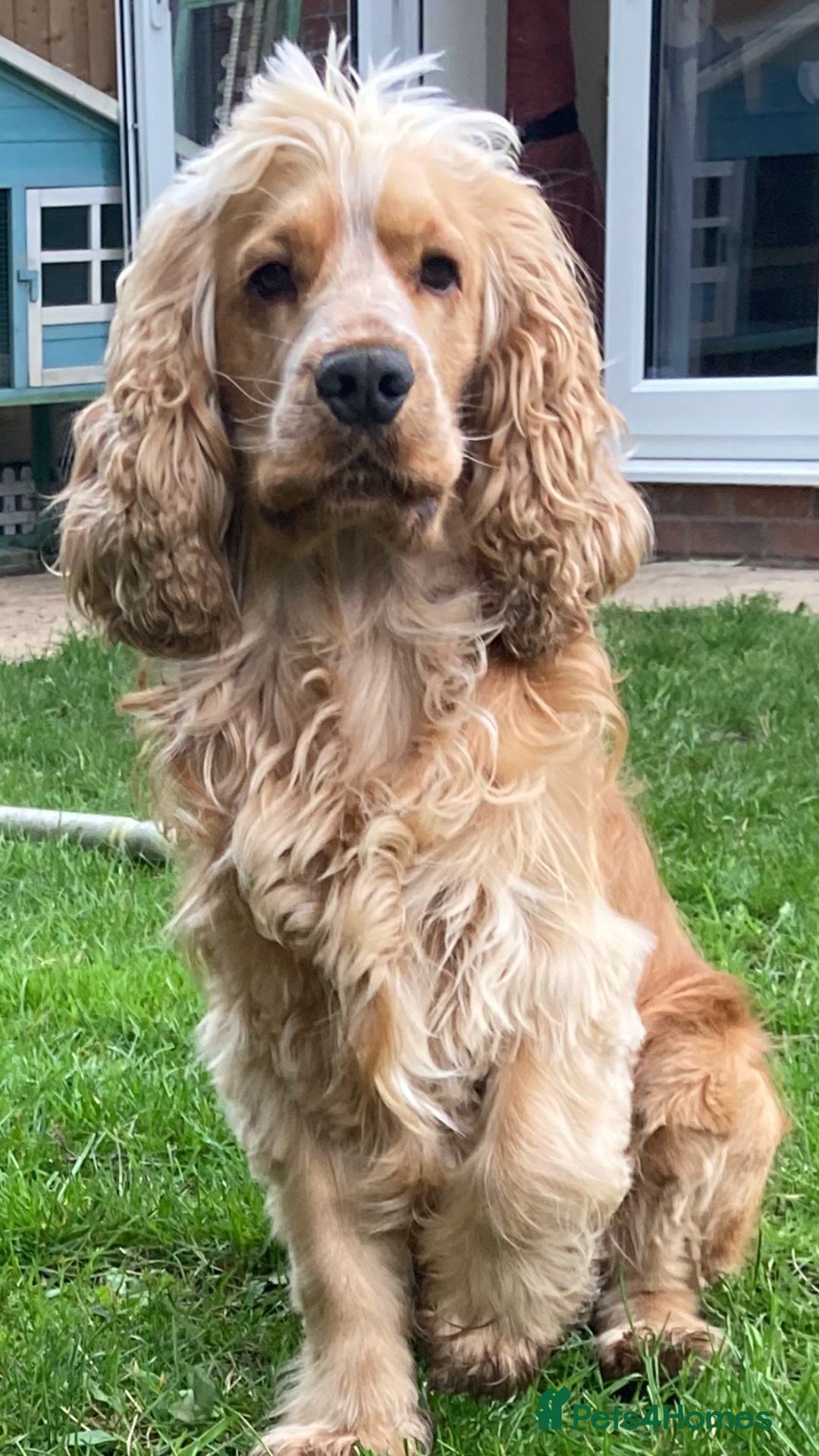 Cocker Spaniel dogs for stud: Albert the stud  - Image 5