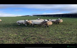 Sheep livestock for sale: Kerry Hill Tup, Ewes & Lambs  - Image 6