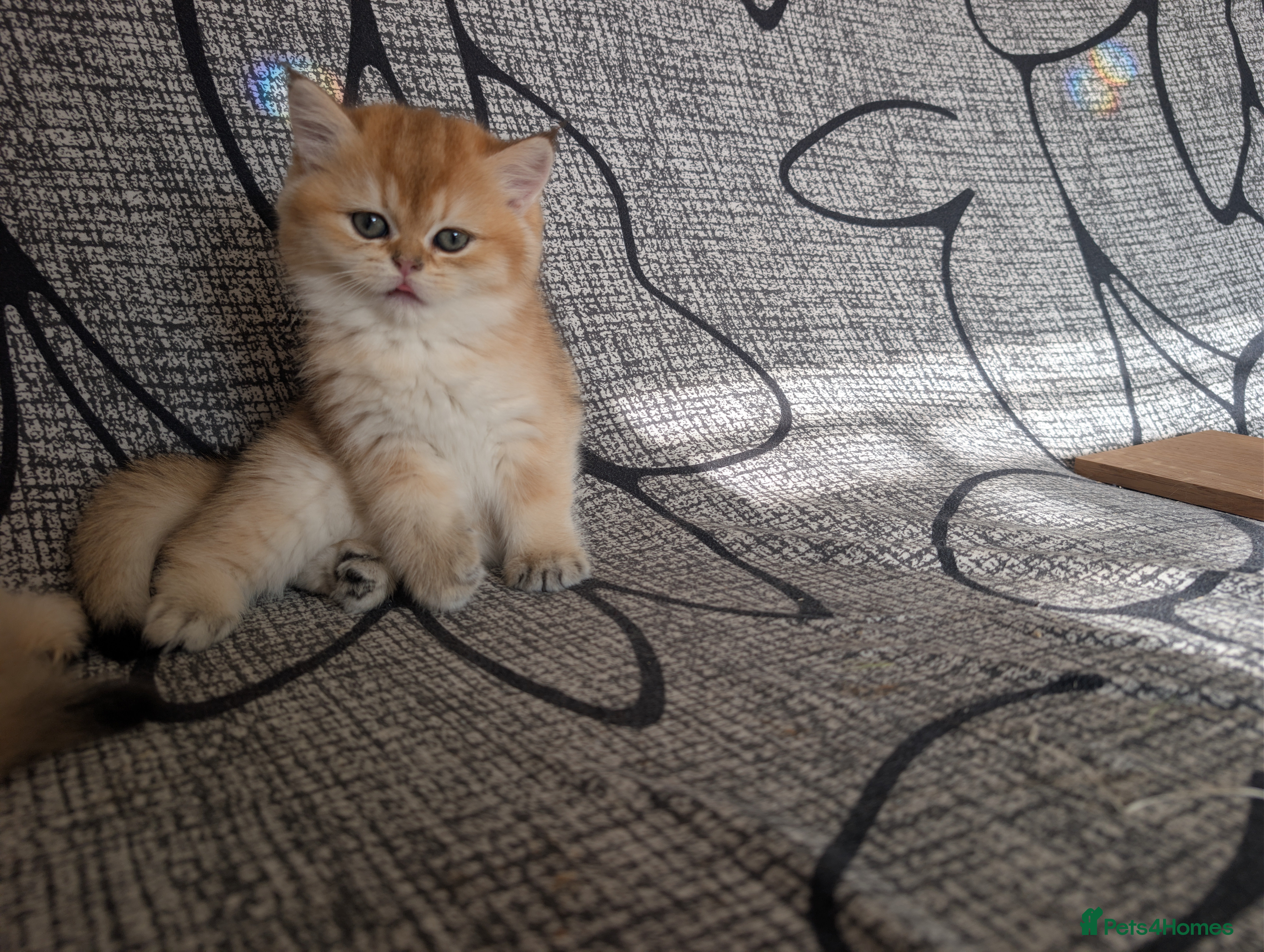 British Shorthair cats for sale: Kitten  - Advert 22