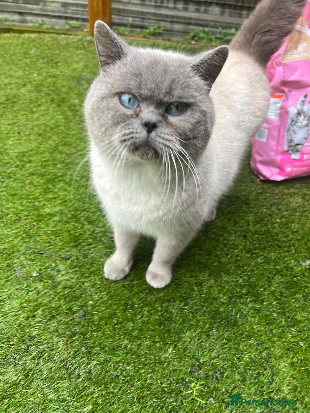 British Shorthair cats for sale: Ready to go  - Image 6