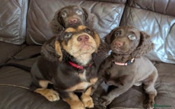 Cocker Spaniel dogs for sale: 3 Girls Looking For Loving Homes - Image 2