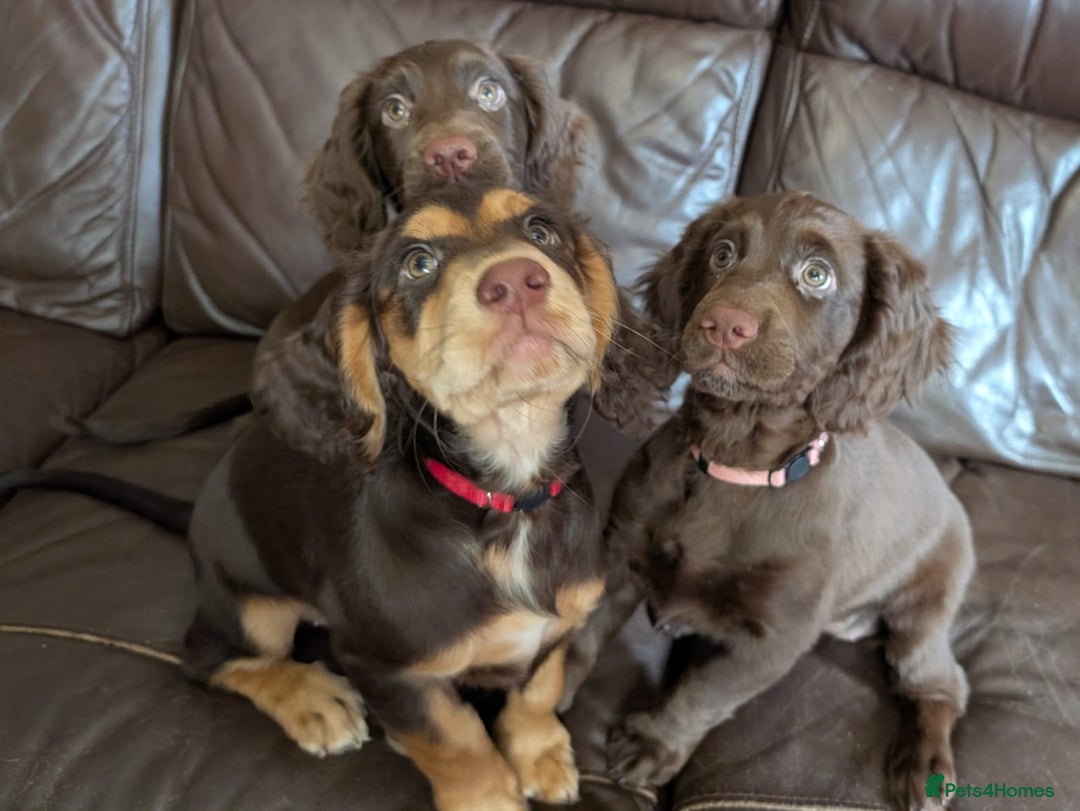 Cocker Spaniel dogs for sale: 3 Girls Looking For Loving Homes - Image 2