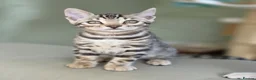 Bengal cats for sale: Gorgeous Health Tested Bengal Kittens  - Advert 3