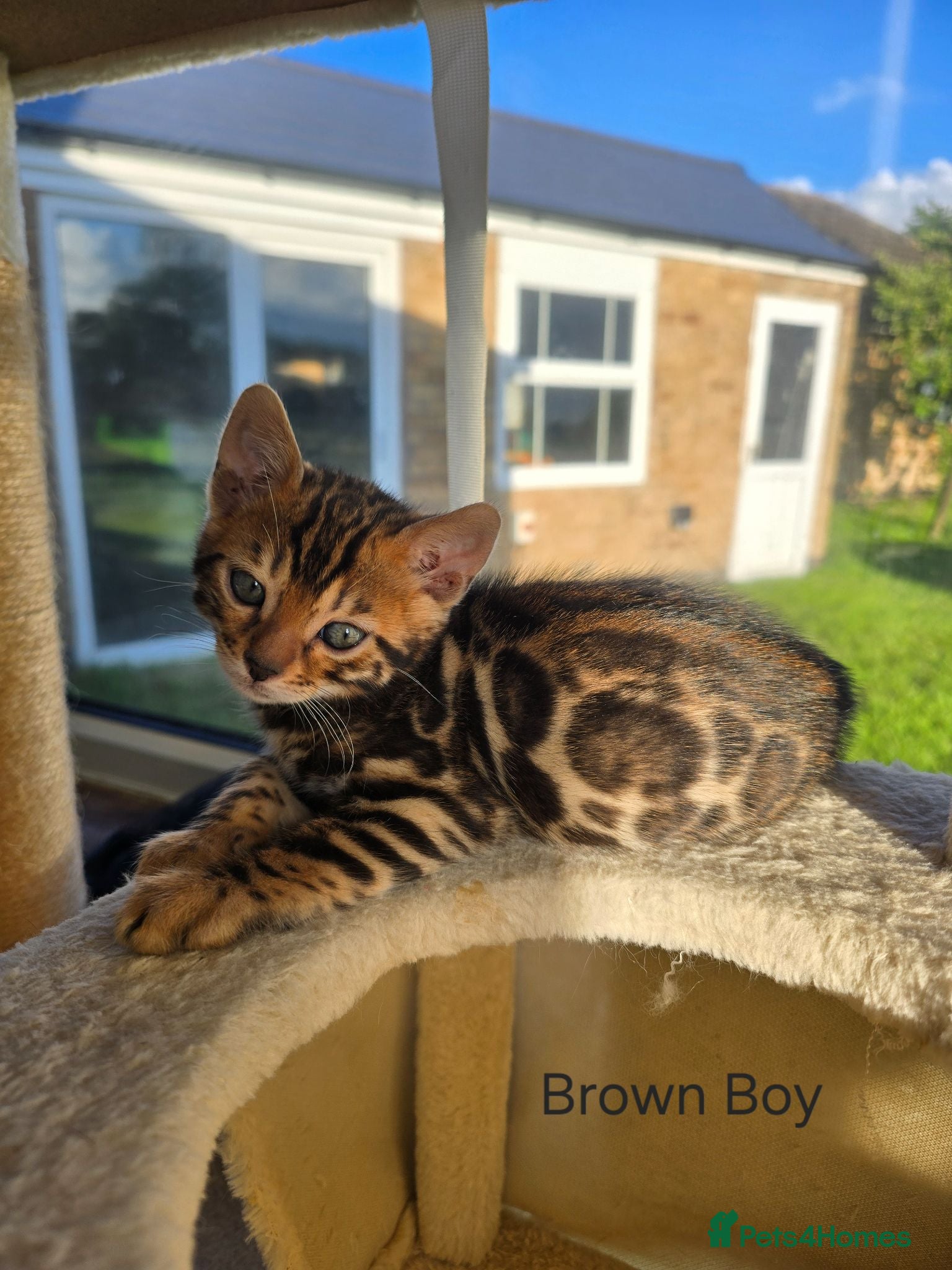 Bengal cats Pedigree Bengal Kittens ready for new home - Advert 5