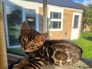 Bengal cats Pedigree Bengal Kittens ready for new home - Advert 5