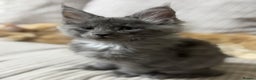 Maine Coon cats for sale: Adorable pure breed Maine coon Kittens’s for sale - Advert 33
