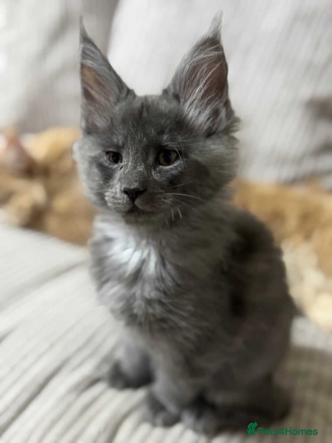 Maine Coon cats for sale: Adorable pure breed Maine coon Kittens’s for sale - Advert 33
