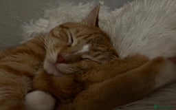 Mixed Breed cats for sale: Milo needs a home  - Image 2