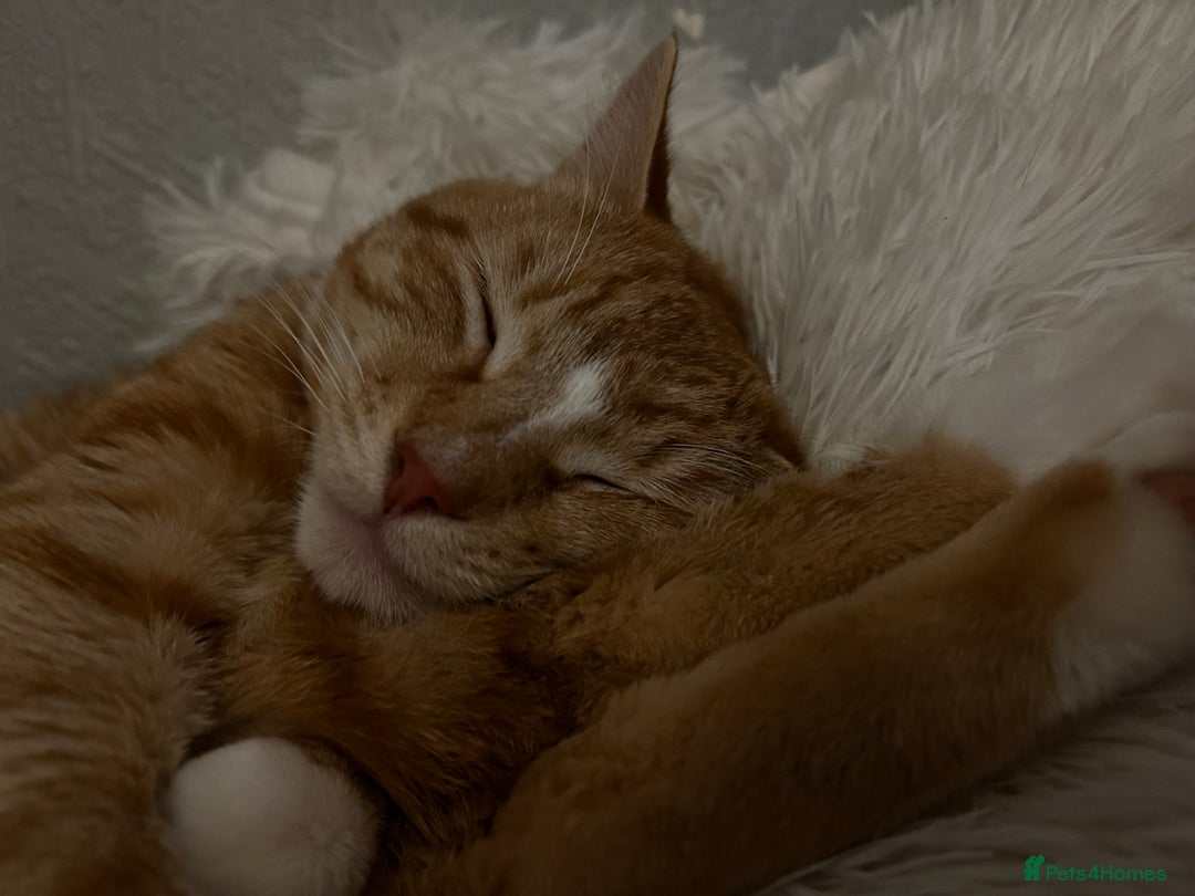 Mixed Breed cats for sale: Milo needs a home  - Image 2