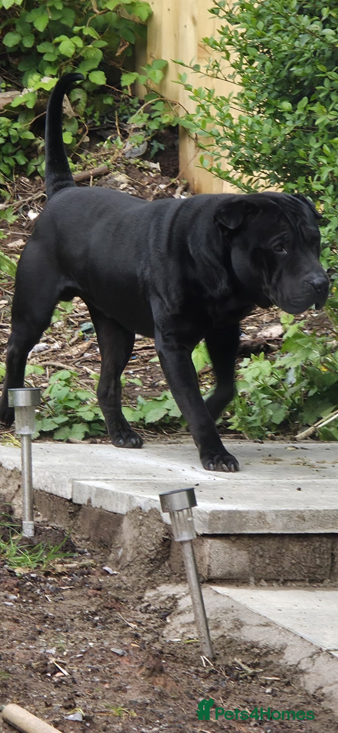 Shar Pei dogs for stud: Shar pei cross rottweiler  - Advert 5