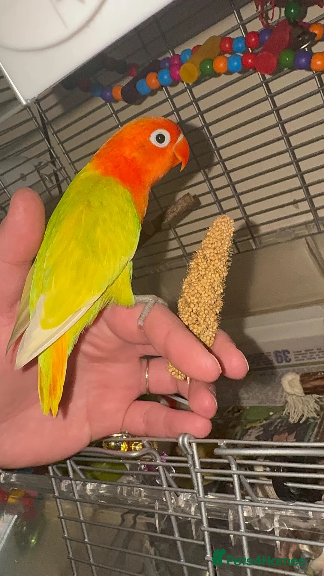 Lovebirds birds for sale: Stunning DNA SEXED MALE LOVEBIRDS  - Advert 1