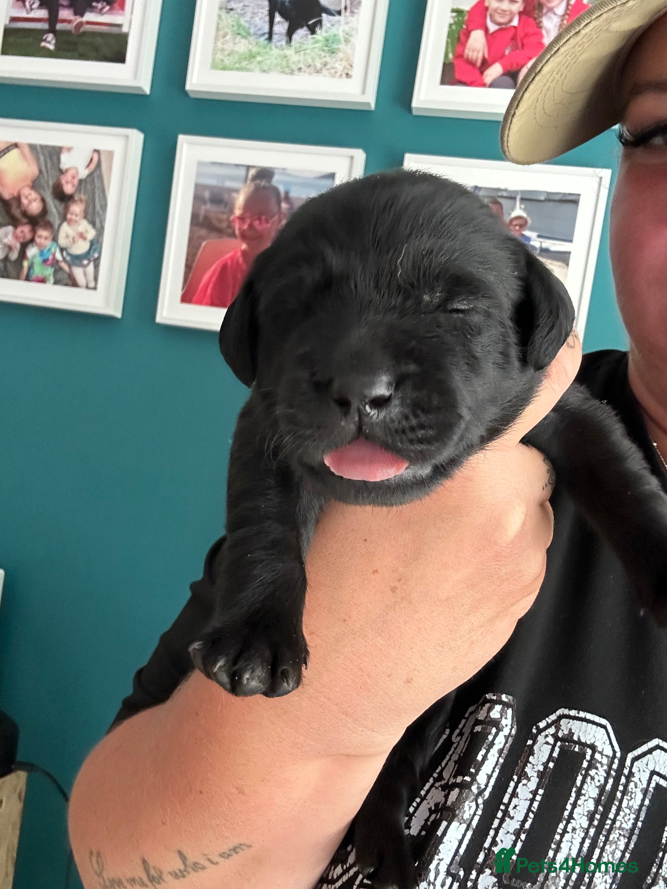 Labrador Retriever dogs Beautiful Labrador Puppies - Advert 2