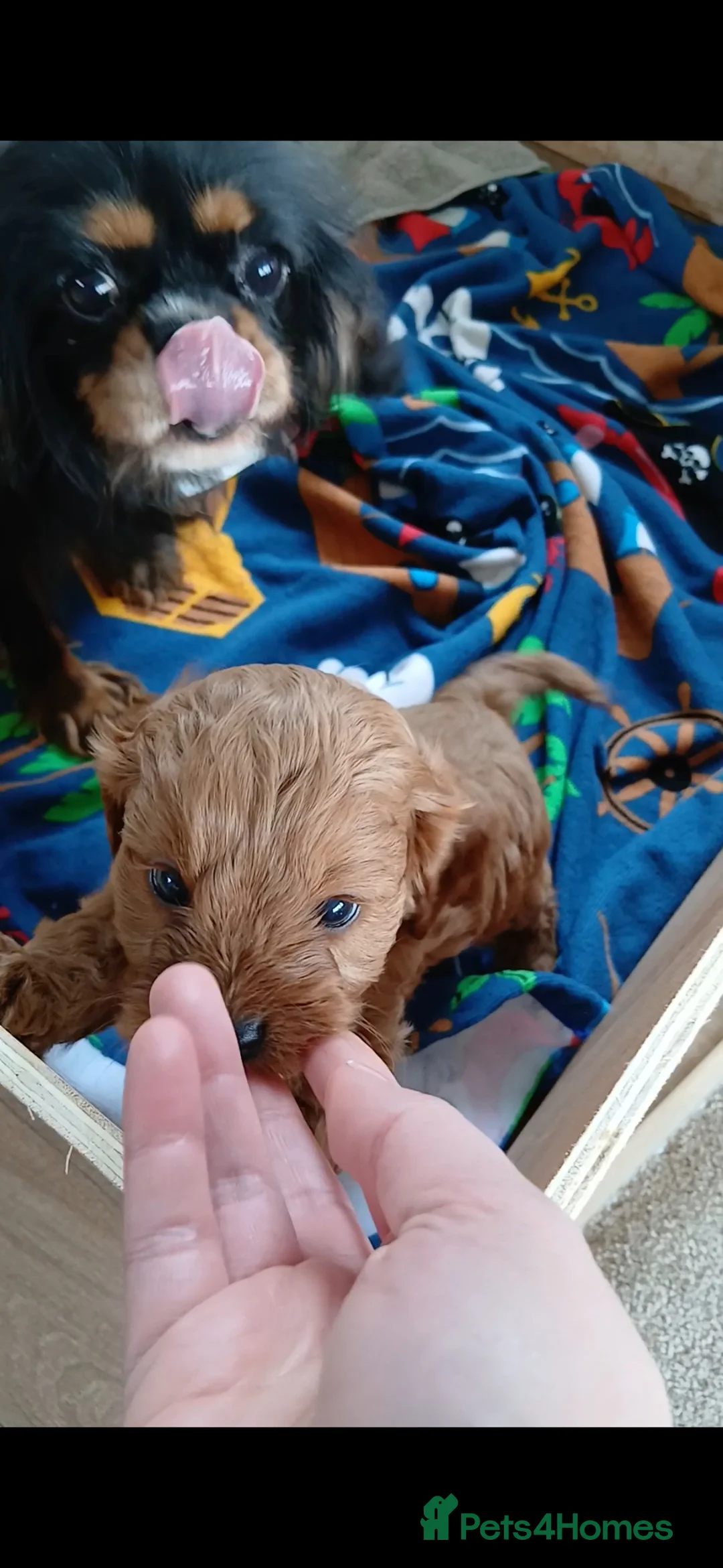 Cavapoo dogs for sale: Cavapoo Puppy Boy - Advert 2