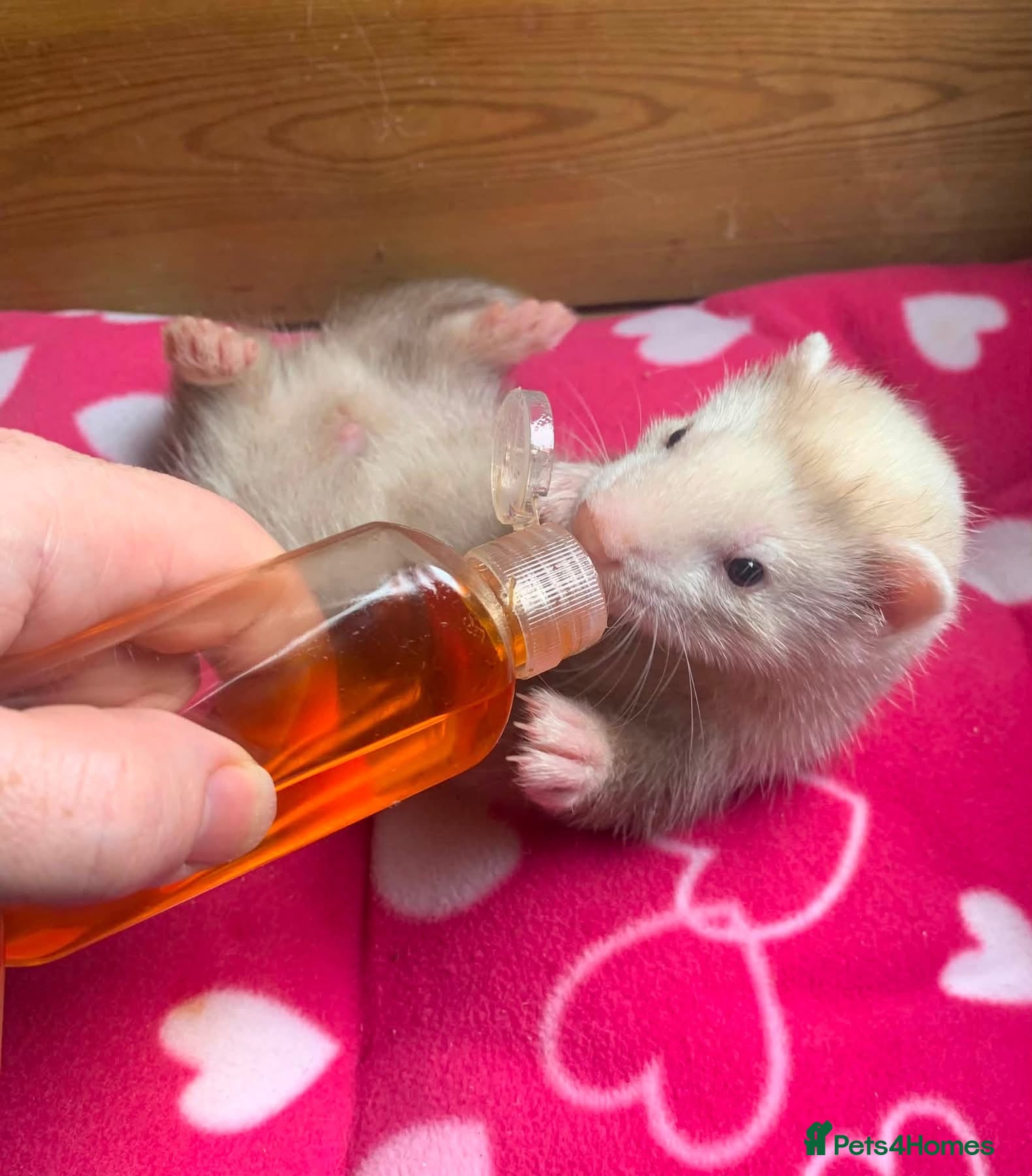 Ferret rodents Part Angora hob - Advert 2