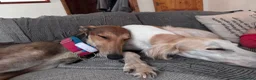 Mixed Breed dogs for adoption: Beautiful Feliza  the amazing Mum in Cheltenham - Advert 5
