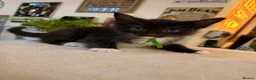 Ragcoon cats for sale: Ragcoon kittens 🐾  - Advert 17
