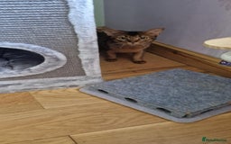 Abyssinian cats for stud: Stud Abyssinian TICA Registered in Corby - Image 16