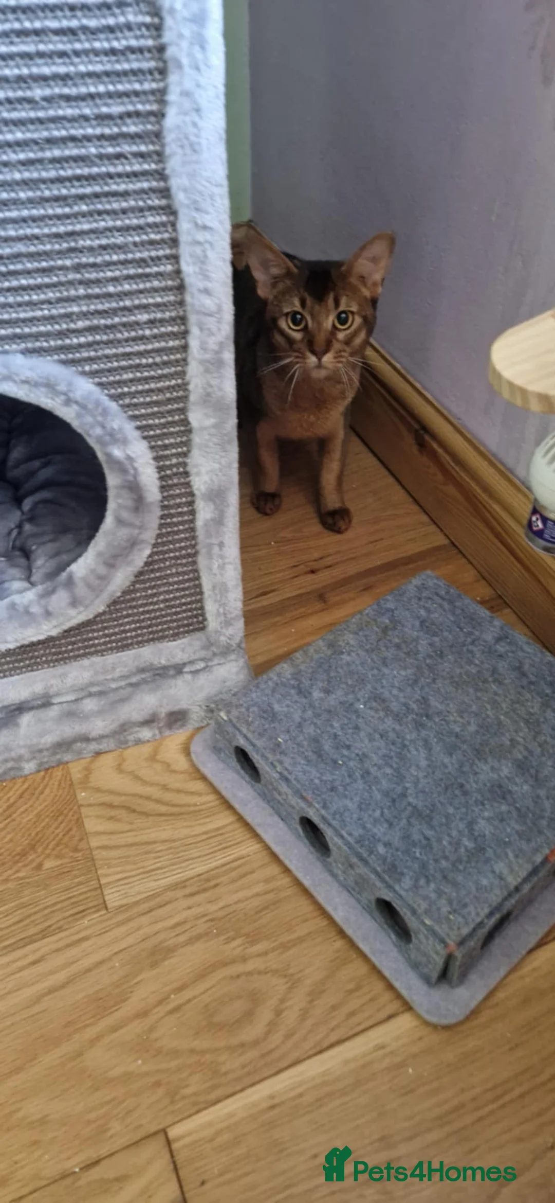 Abyssinian cats for stud: Stud Abyssinian TICA Registered in Corby - Advert 16