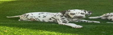 Dalmatian 3