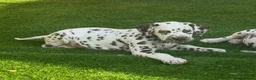 Dalmatian dogs for sale: JUST 3 BOYS LEFT READY THIS WEEK  - Advert 3