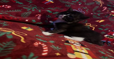 Maine Coon cats - Advert 7