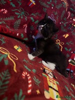 Maine Coon cats - Advert 9